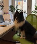 Ein schwarz-weißer Hund sitzt auf einem grünen Schreibtischstuhl. Vor ihm ist ein aufklappter Laptop. Der Hund erweckt er den Eindruck im Büro zu arbeiten.